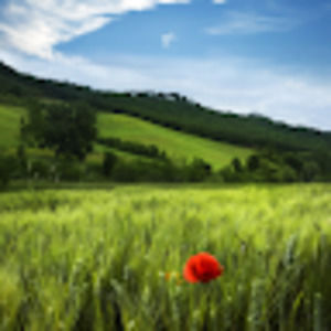 Meet your Posher, Wanda